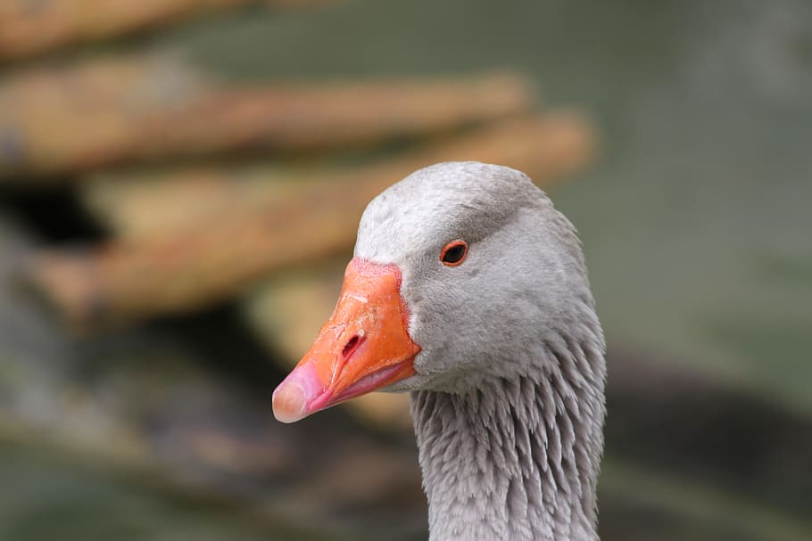 Animal, Domestic Goose, Poultry, goose, bird, geese, hofgans, wildlife photography, bill, greylag goose