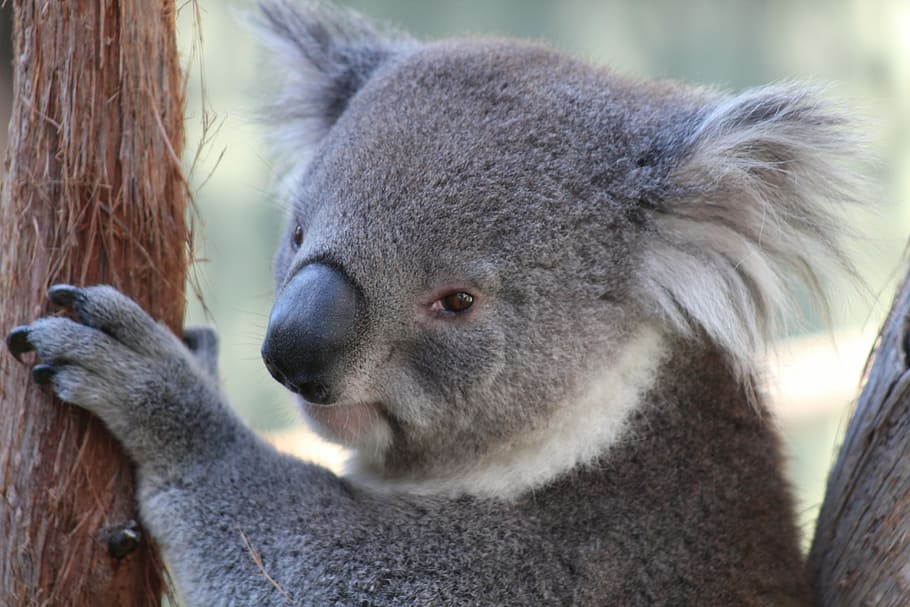 哺乳類 野生動物 動物 動物園 かわいい 野生 コアラ オーストラリア 動物のテーマ 動物の野生動物 Pxfuel