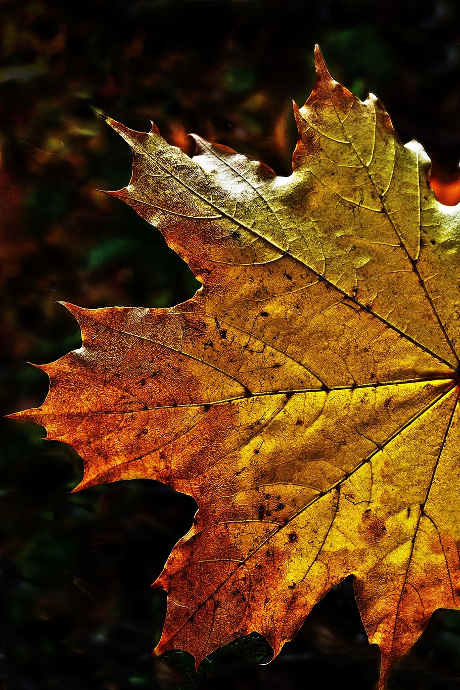 Сток лист. Кленовый лист. Осенний кленовый лист. Осенние листья клена. Осенний Калиновый лист.