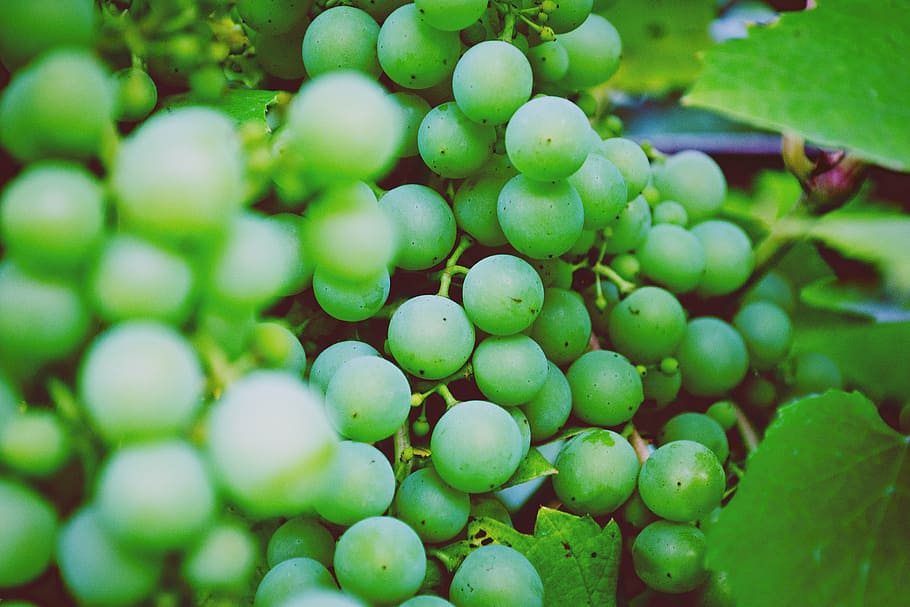 anggur hijau, hijau, anggur, foto, buah-buahan, makanan, sehat, alam, pertanian, tanaman
