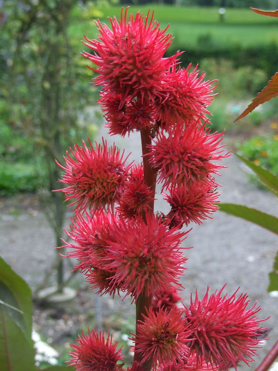 blossom, bloom, castor oil plant, flower, red, medicinal herb, plant, growth, close-up, flowering plant