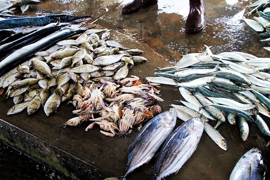 pasar Ikan, basah, makanan laut, ikan, alam, kelabu, makanan, laut, kesegaran, tak seorangpun