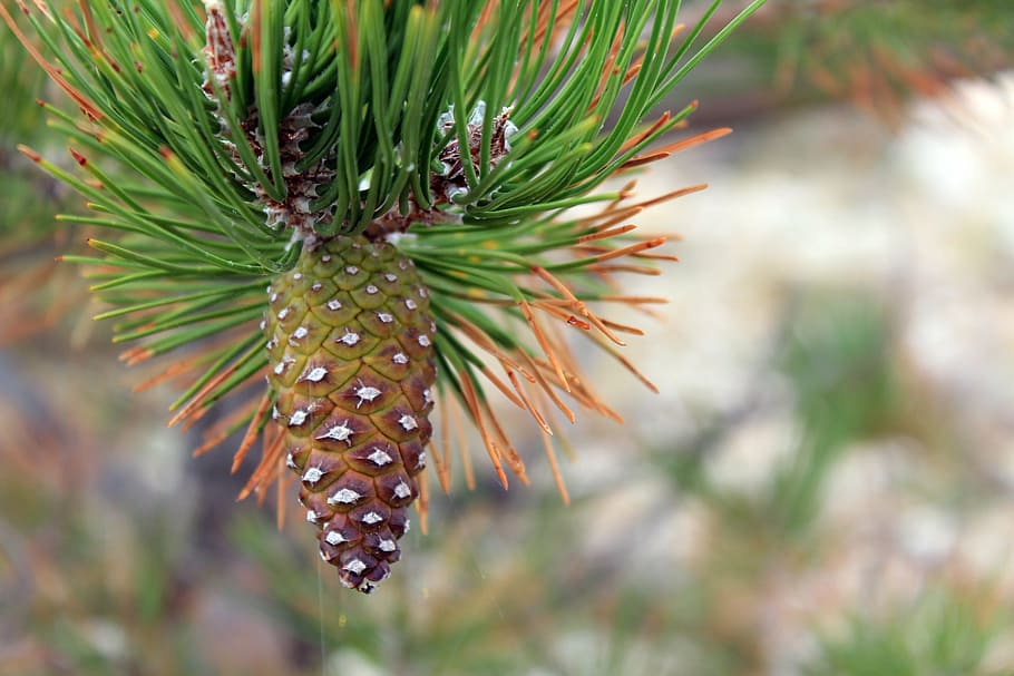 pine cones, conifer, tap, forest, nature, green, brown, close, macro, branch