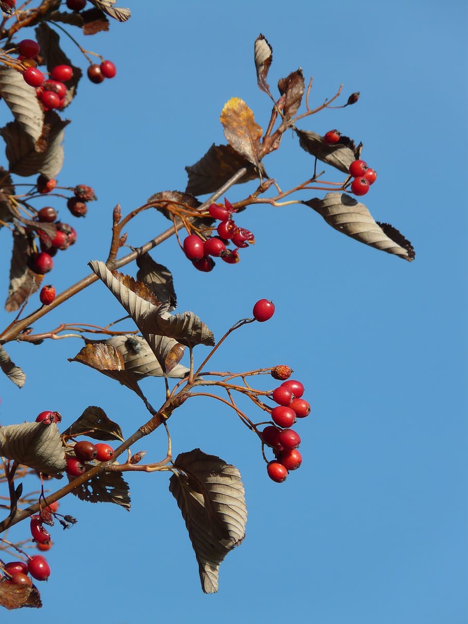 berries, fruits, red, tree, berry red, real whitebeam, sorbus aria, haw, sorbus, nature
