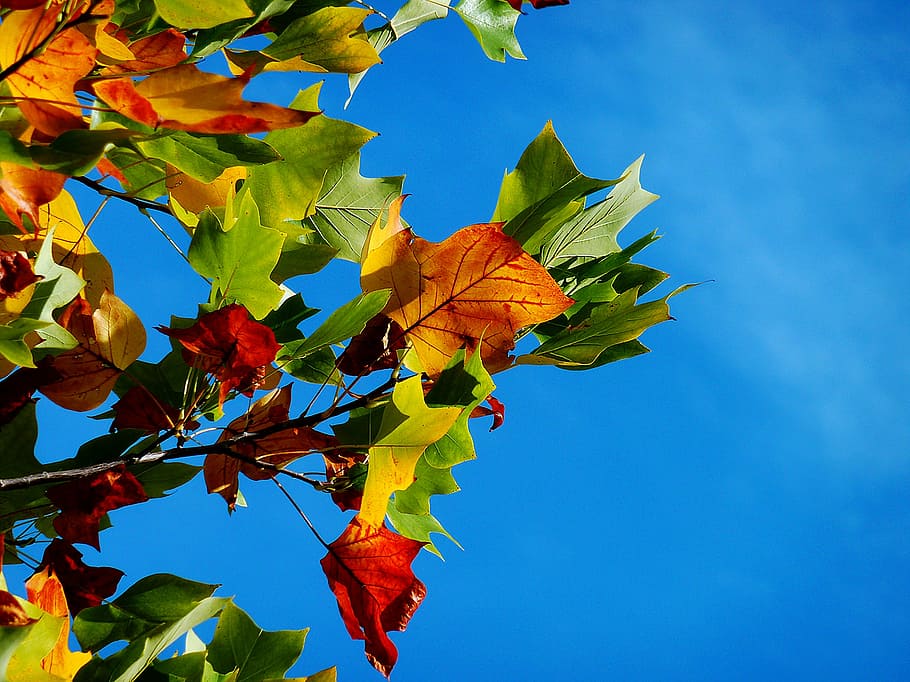 verde, marrom, folha de bordo, galho de árvore, durante o dia, outono, folhas de outono, folhas, cor do outono, folha