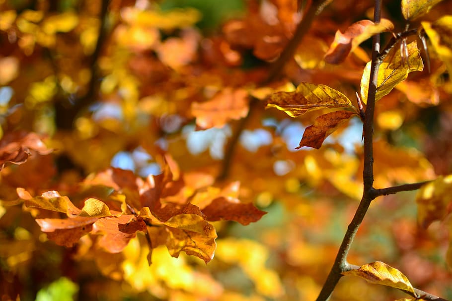 naturaleza, hojas, tallos, venas, negrita, colores, otoño, naranja, bermellón, bokeh