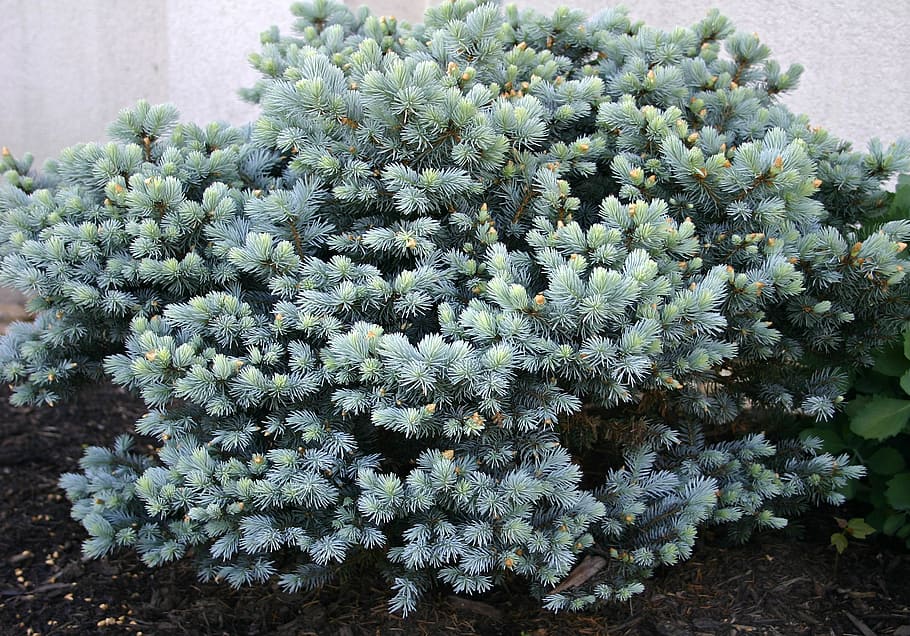ornamental spruce, spruce, ornamental, spring, garden, nature, shrub, plant, blue-green, evergreen