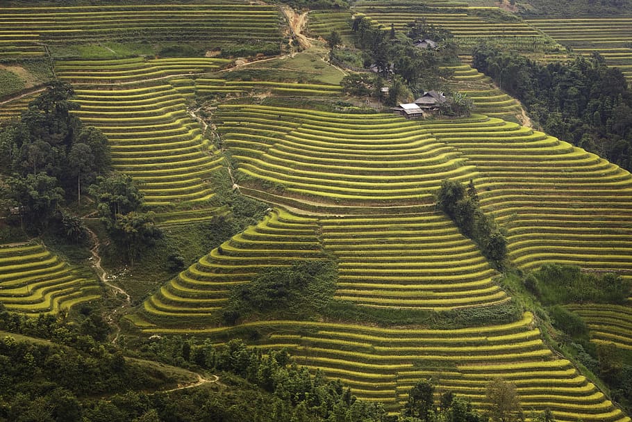 vietnam, arroz, campo de arroz, kathy, paso, viajar, el paisaje, natural, montaña, nación