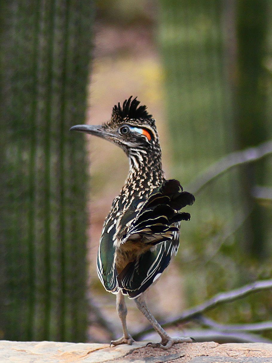 wildlife photo, white, black, feathered, bird, roadrunner, cactus, arizona, nature, animal