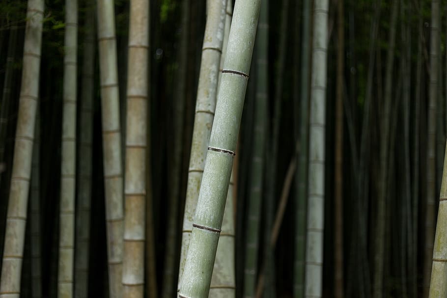 bambu, pohon, alam, tanaman, bambu - menanam, hutan, rumpun bambu, menanam, batang pohon, bagasi