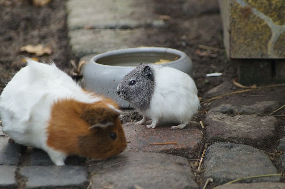 guinea pig, scorpionfish, porsellus cavia, sea ​​pig house, rodent, animal, cute, sweet, nager, grass