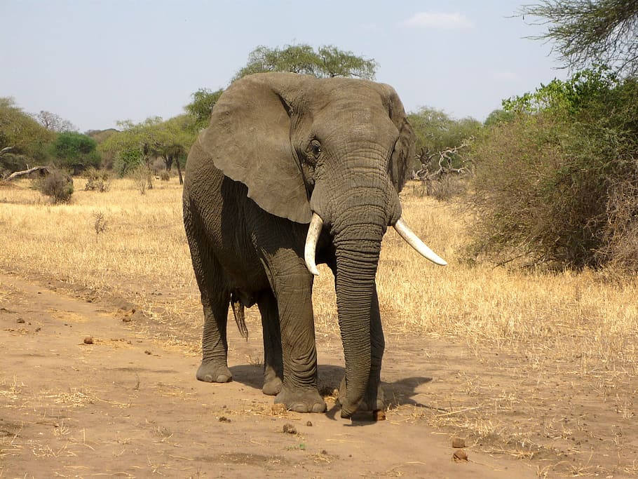 gris, despertar, marchito, campo de hierba, durante el día, elefante africano de sabana, sabana, áfrica, desierto, safari