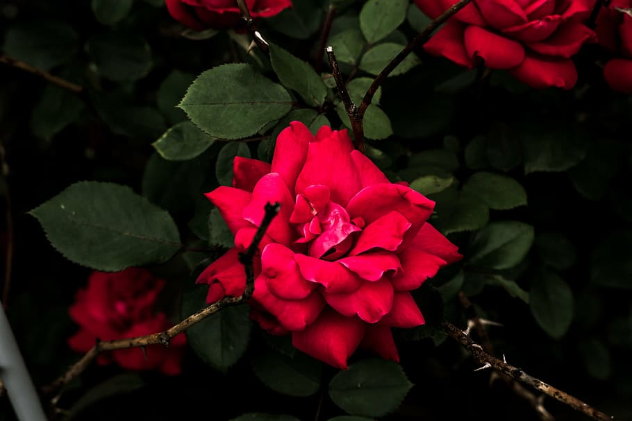 foto tertutup, merah, mawar, petaled, bunga, alam, cabang, batang, tangkai, daun