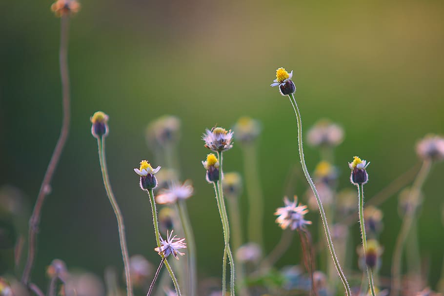 flower, nature, plant, outdoor, garden, blur, flowering plant, fragility, vulnerability, beauty in nature