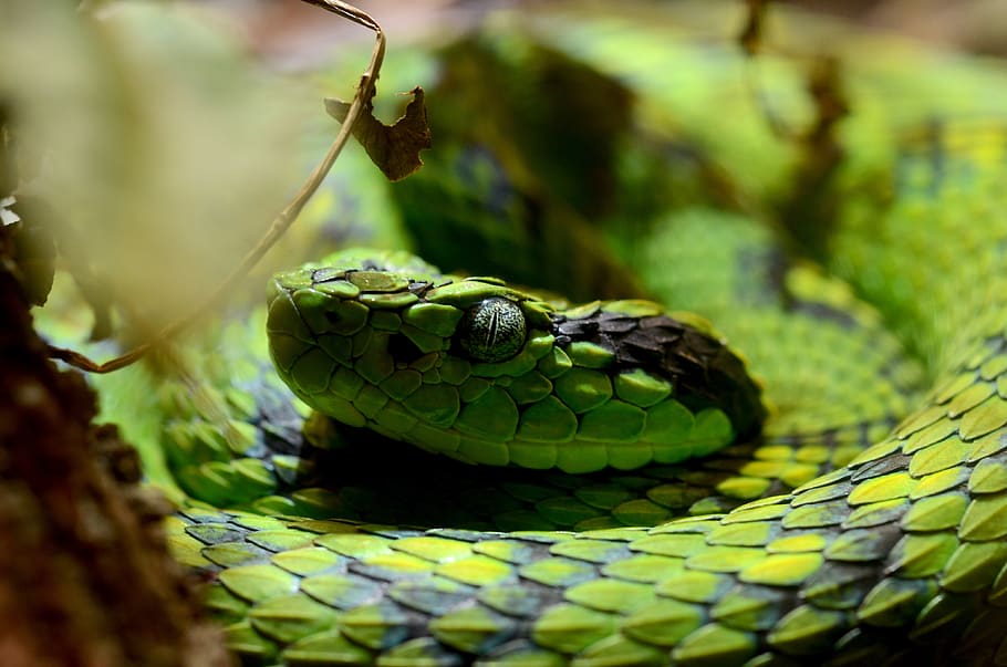 bothriechis, aurifer, ular, pit viper, berbisa, Guatemala, reptil, ular hijau, hewan, alam