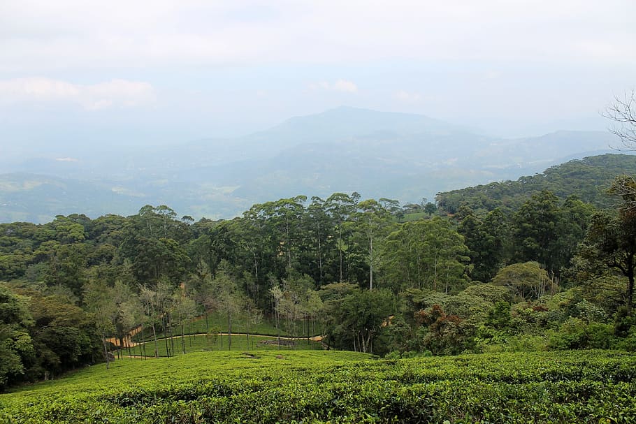 tea estate, plantation, tea, estate, green, landscape, hill side, highland, tree, plant