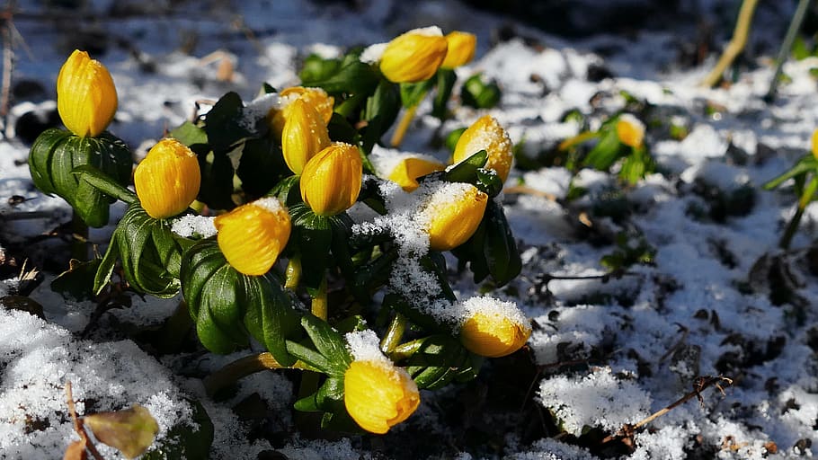 flower, yellow flowers, season, winter linge, snow, winterl inge in the snow, nature, garden, bright, early bloomer