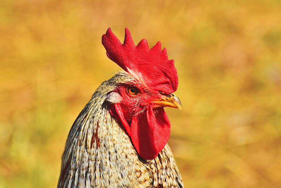 hahn, gockel, poultry, cockscomb, bird, animal, rooster head, comb, plumage, farm