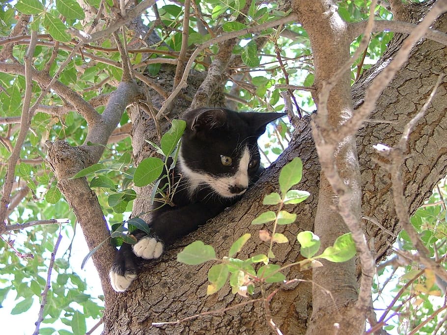 Cat, Tree, Black, White, Stuck, Greece, cat, tree, black, white, chalki, animal wildlife