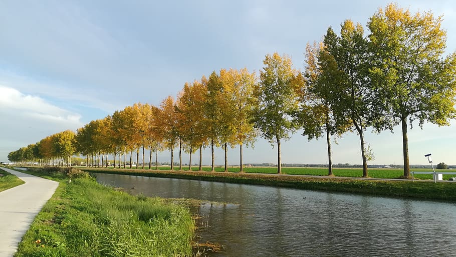 autumn, the eccentric, plants, nature, ditch, bike path, netherlands, gelderland, snelfietspad, plant