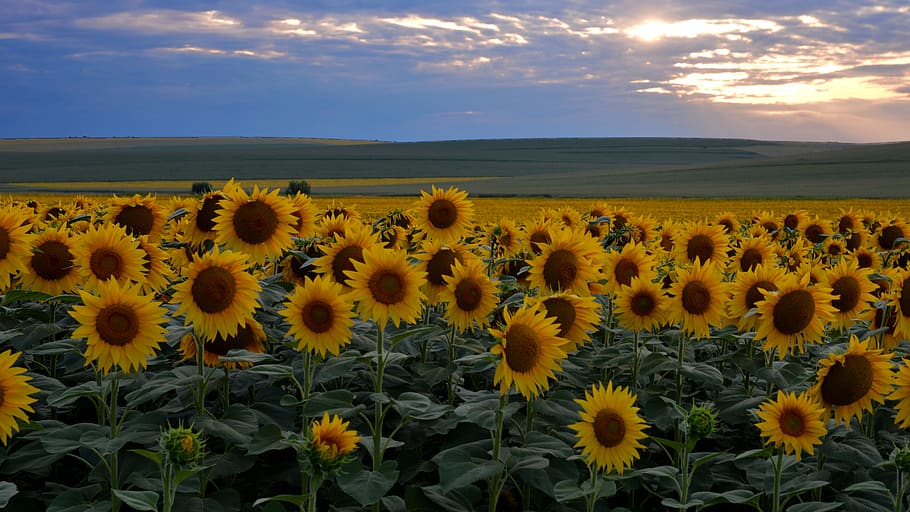 sunflower, sunset, flowers, nature, sun, clouds, landscape, summer, blue, yellow