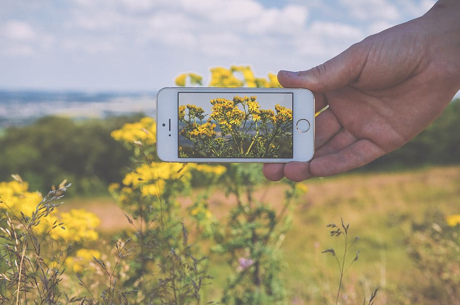 person, holding, silver iphone 5, 5s, taking, yellow, petaled flower, flowers, cell phone, photography