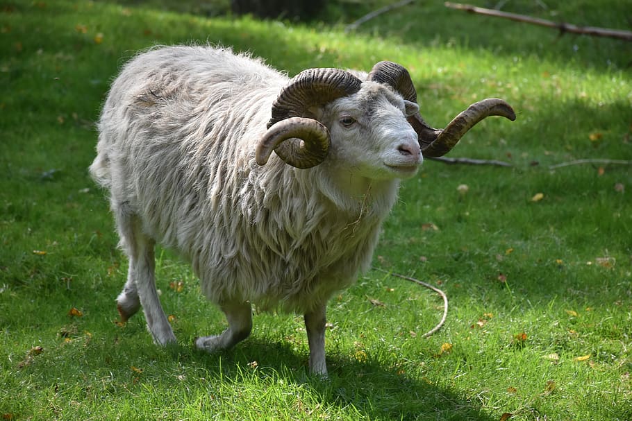 ram, nature, animal, meadow, sheep, wool, grass, village, horns, mammal