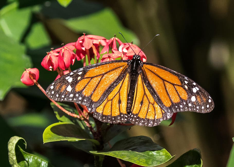 cuba, habana, butterfly, insect, nature, flower, wing, monarch, animal themes, animal wildlife