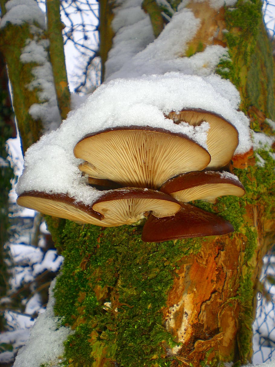 mushrooms, tree fungi, mushrooms on tree, tree, tribe, cold temperature, winter, snow, mushroom, plant