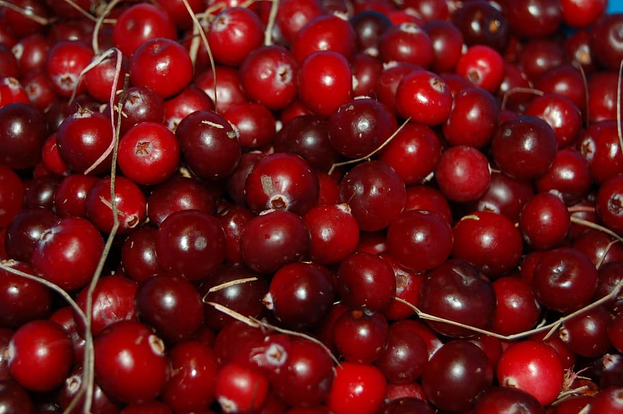 close-up photo, red, cherries, Cranberries, Berry, Vitamin, Autumn, swamp, fruit, food and drink