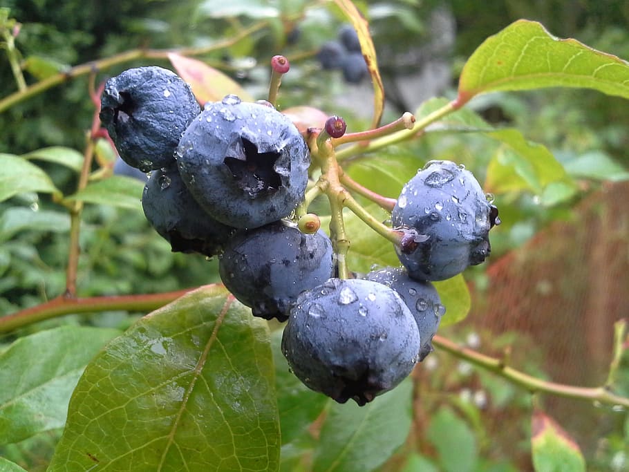 bilberry american, fruit, the plot, garden, bush, plant, leaf, focus on foreground, plant part, nature