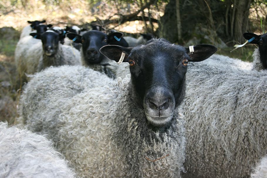 Group, Flock, Management, may, sheep, wool, animal, farm, livestock, grass
