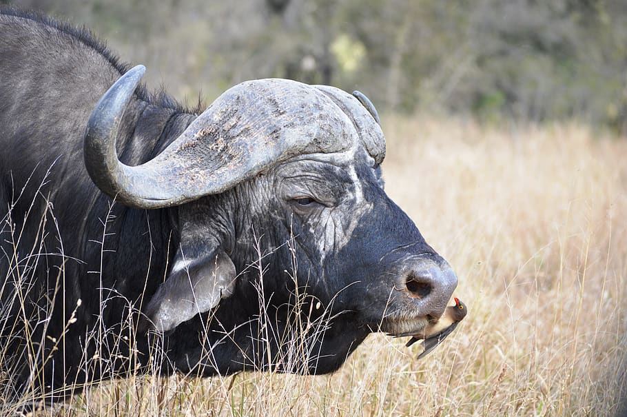 búfalo, áfrica do sul, parque kruger, pássaro, temas de animais, animal, mamífero, vida selvagem animal, um animal, gado