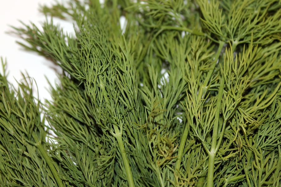 dill, green, spice, cucumber herb, green color, plant, close-up, tree, growth, pine tree
