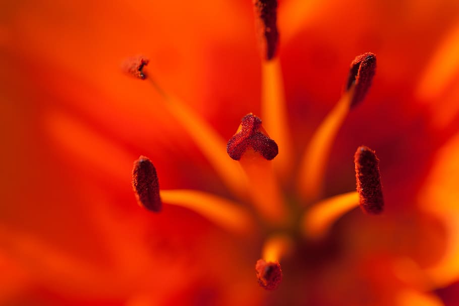 Anther, Bloom, Blossom, Flora, floral, flower, fresh, lily, macro, red