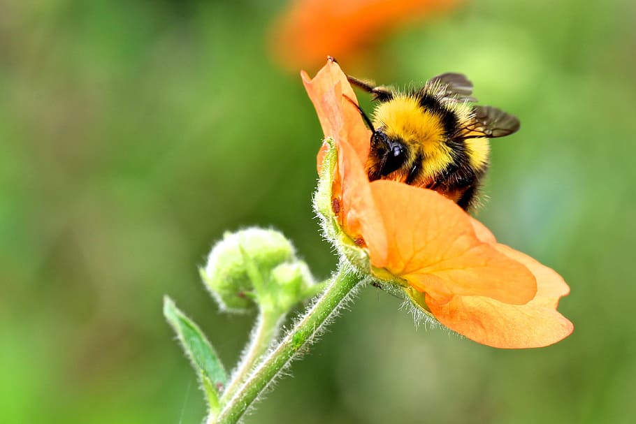 kumbang, bertengger lebah, oranye, bunga petaled, fotografi fokus selektif, Bumble Bee, Bumblebee, Serangga, Bunga, lebah