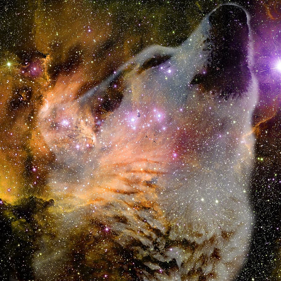 ruang, serigala, langit malam, kepala serigala, astronomi, malam, bintang-ruang, multi-warna, langit, tidak ada orang