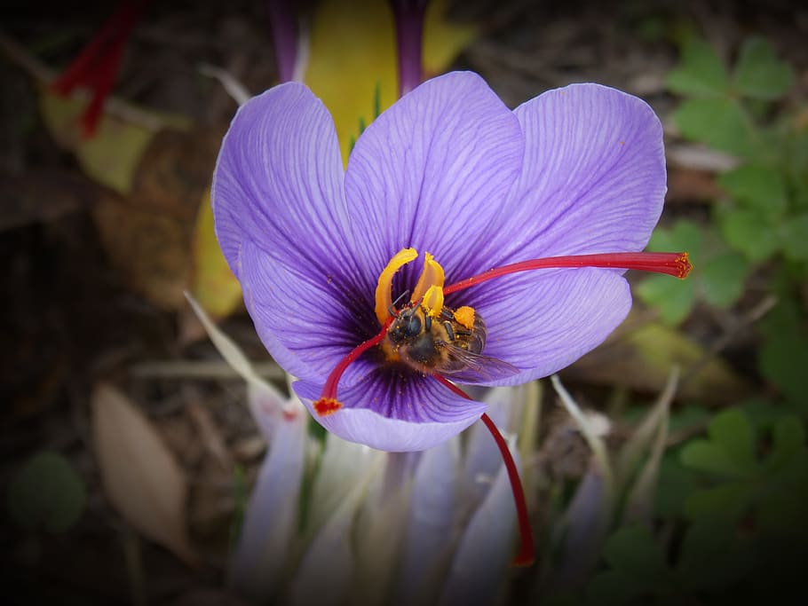saffron, crocus flower, bee, libar, flower, flowering plant, petal, fragility, vulnerability, beauty in nature