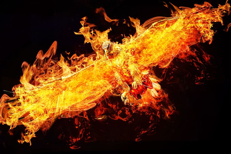 flaming bird illustration, phoenix, photoshop, adler, fire, eagle, digital art, feuervogel, photoshop composition, burning