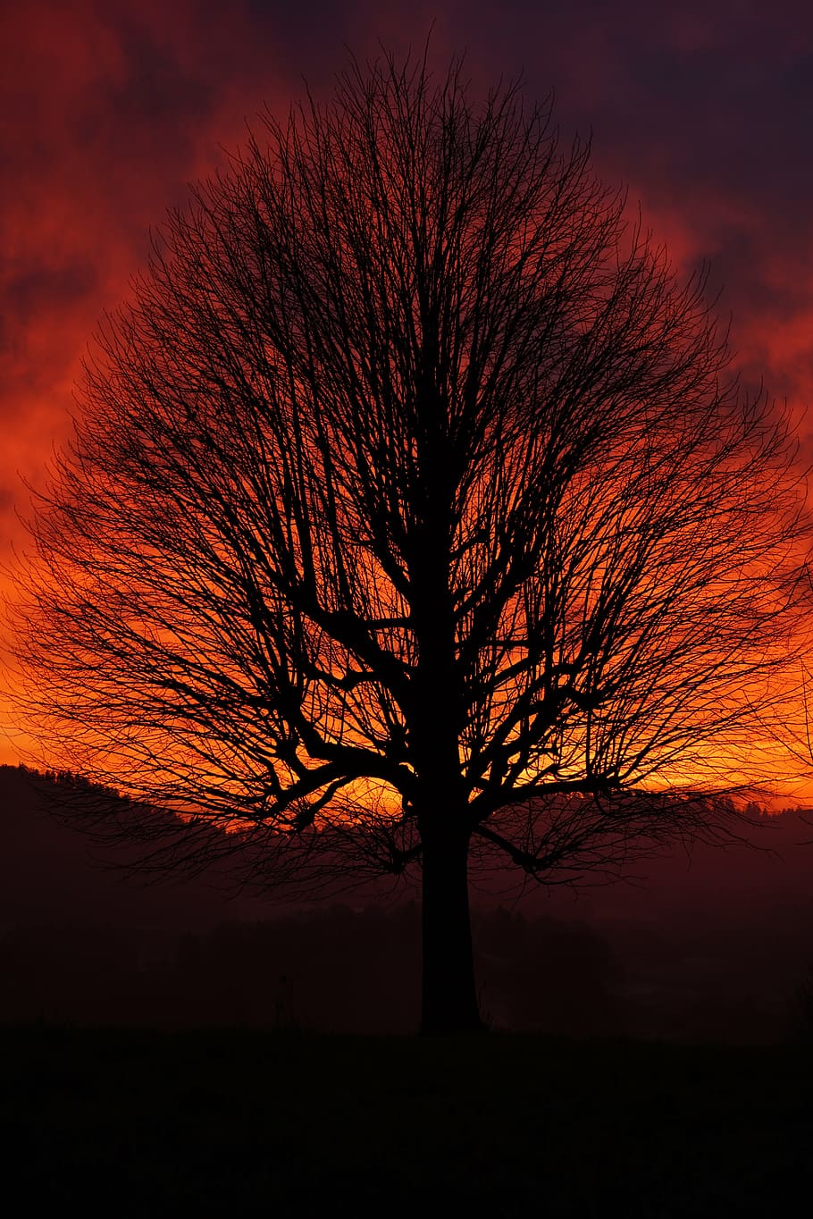 silhouette, bare, tree, single tree, solitary tree, sunset, aesthetic, branches, tribe, sky