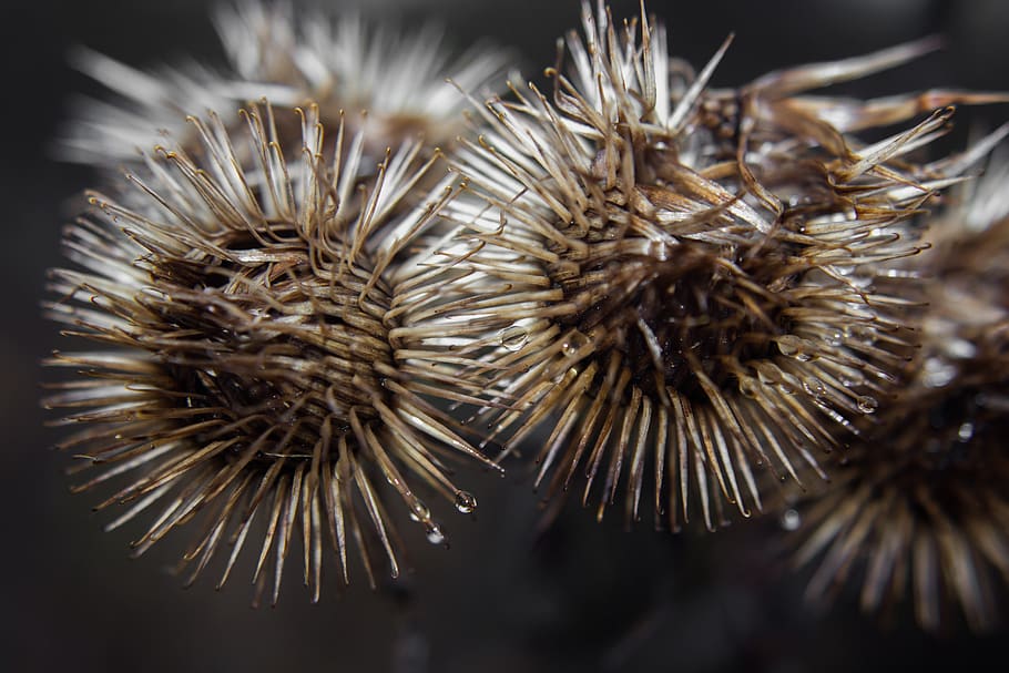bur, nature, plant, zoom, burdock, close-up, selective focus, focus on foreground, spiked, beauty in nature