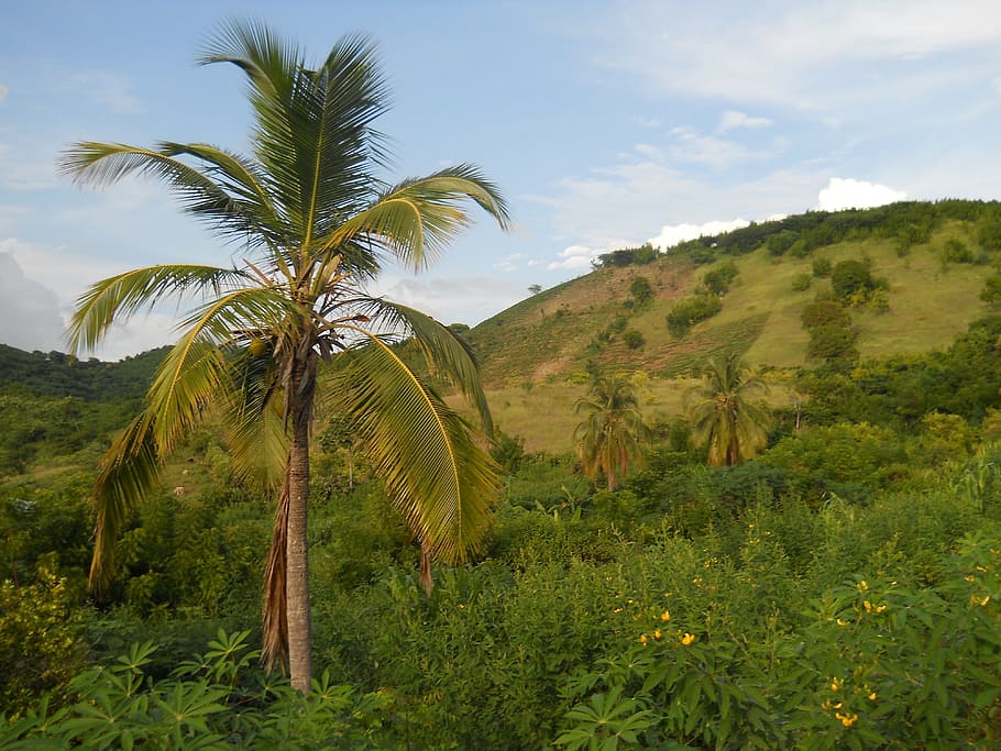 코코넛 나무, 아이티, 풍경, 산, 식물, 잔디, 자연, 외부, 종 려, 야자수