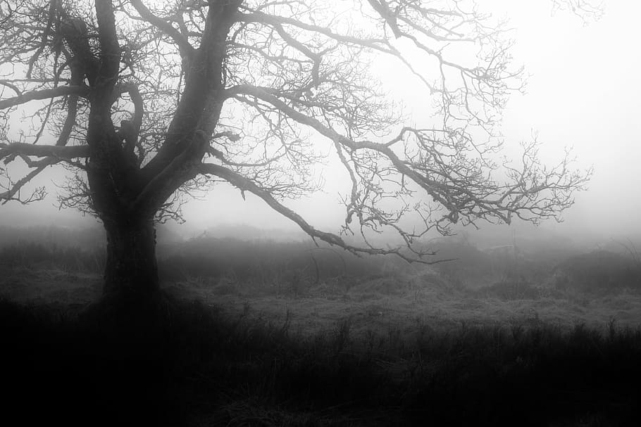 grayscale tree photo, fog, autumn, mystical, weather mood, mood, nature, atmosphere, tree, branches