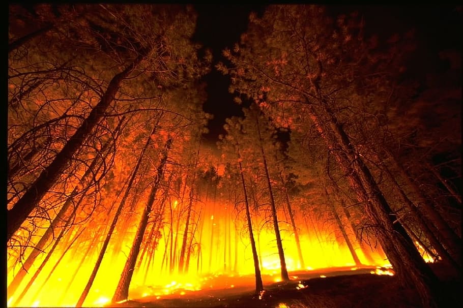 rendah, fotografi sudut, hutan, api, asap, pohon, panas, pembakaran, bahaya, kayu