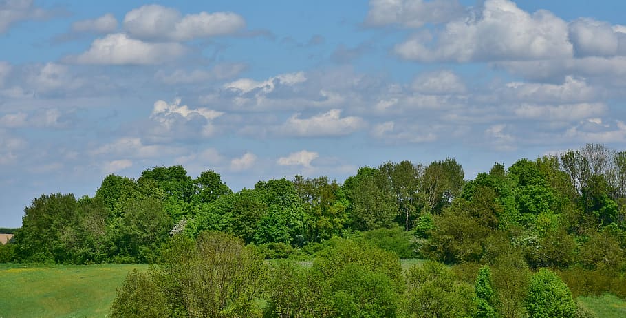 green, field, trees, blue, cloudy, skies, nature, panorama, tree, sky