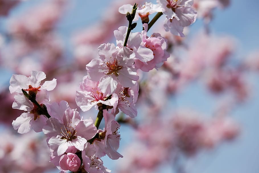 árbol de sakura florecido, cerezos japoneses, flor, árbol, cerezo japonés, flores de flor, blütenmeer, romántico, cerezo floreciente japonés, flor de primavera