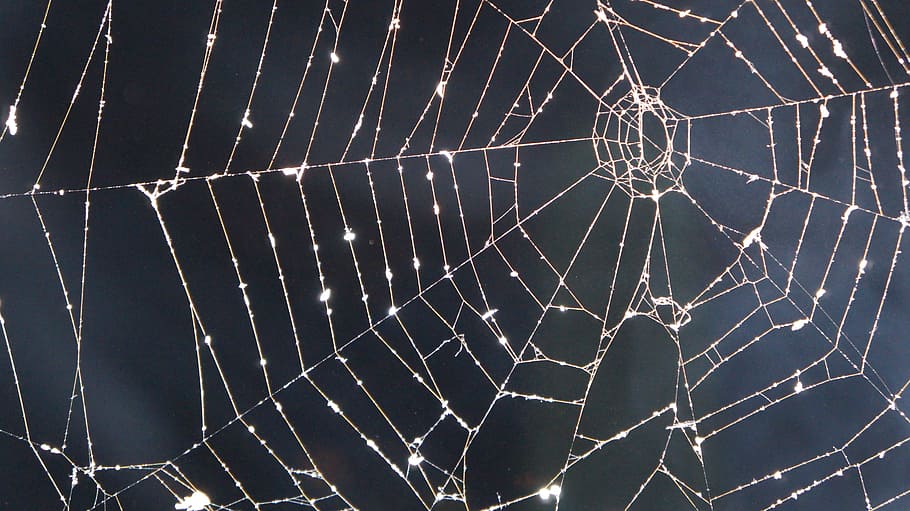 closeup, photography, drops, water, spider web, daytime, cobweb, night, smoke, network