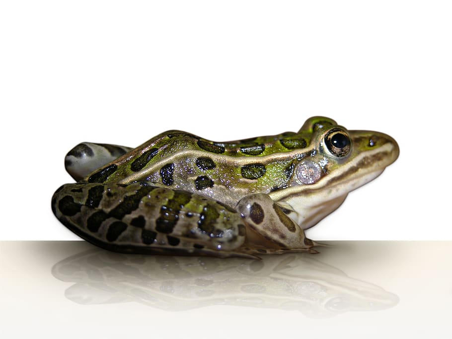 frog, leopard frog, amphibian, animal, isolated, green, pet, wildlife, studio shot, white background