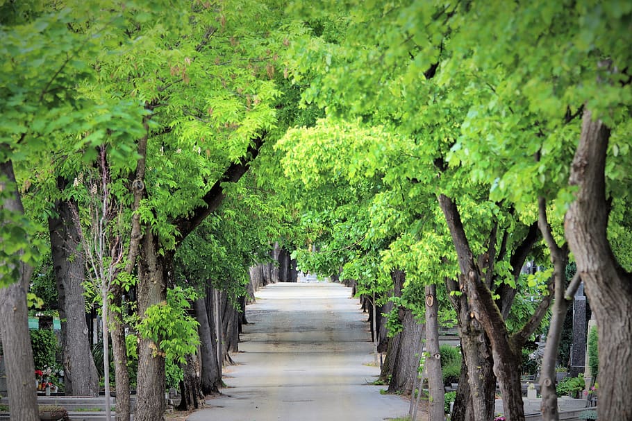 walking road, trees, spring, cemetery mirogoj, zagreb, nature, outdoor, plant, tree, green color