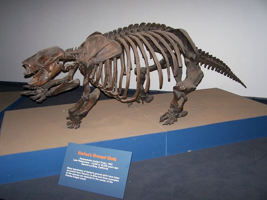 museu, modelo, paleontologia, extinto, pré-histórico, preguiça, fóssil, esqueleto, mamífero, representação